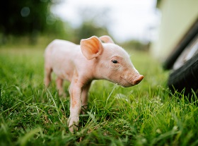 Pig